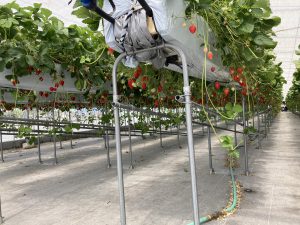 親子遠足（いちご🍓狩り）